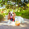 CBD Dog Treats – Hemp Oil Edibites with Peanut Butter & Banana